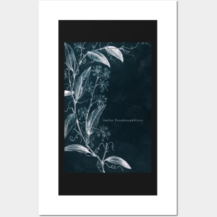 Cyanotype - Smilax Pseudosyphilitica - C Posters and Art